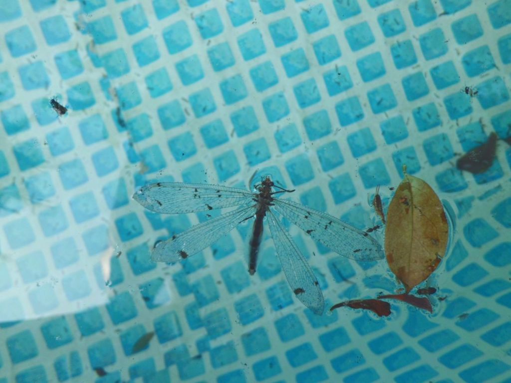 Drowned Dragonfly. Summer is a Ghost from the Past. Lipnica, Tuzla, BiH. 2015. © Trashbus ǀ Renata Britvec
